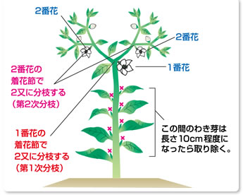 こどもピーマンのひみつ タキイ種苗株式会社