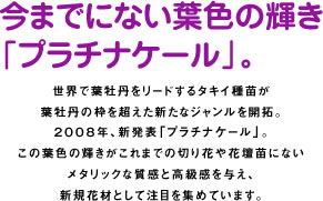 プラチナケール タキイ種苗株式会社