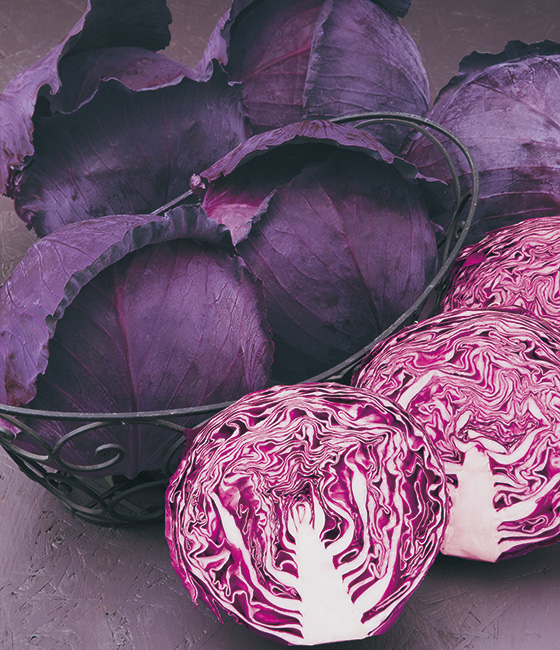 ネオルビーSP レッドキャベツ ｜ 品種カタログ ｜ タキイの野菜