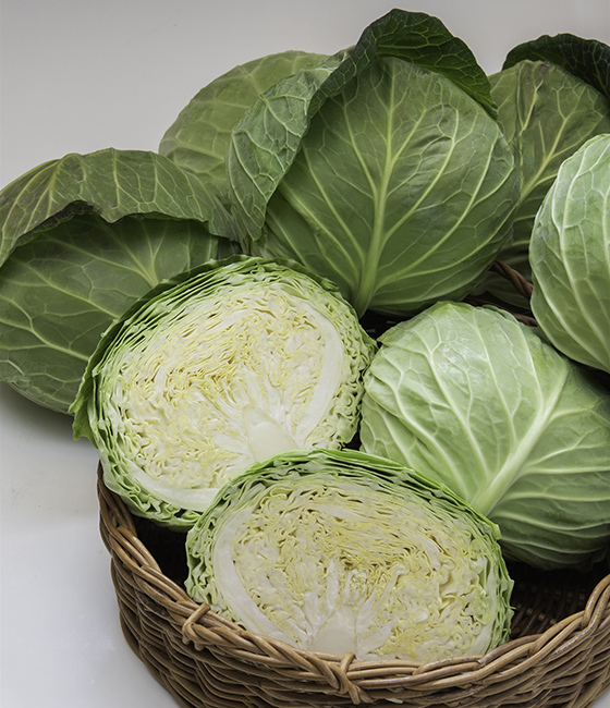 結岬 キャベツ ｜ 品種カタログ ｜ タキイの野菜【タキイ種苗】