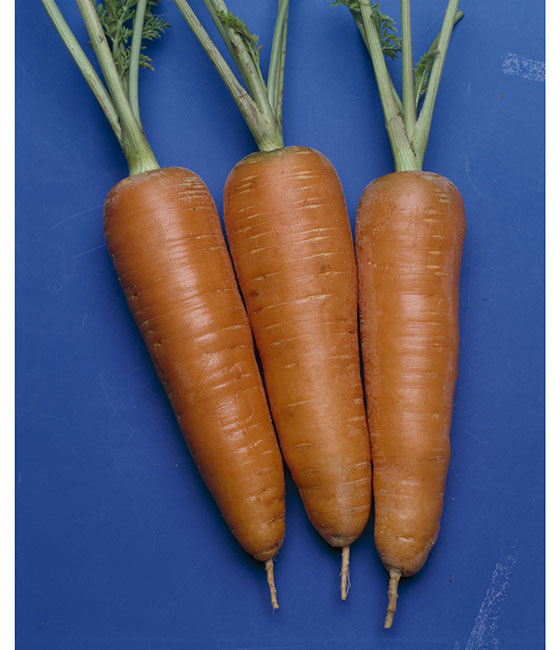 時無五寸（アーリー・チャンテネー） ニンジン ｜ 品種カタログ