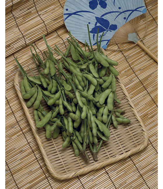 【メール便不可】 ビアフレンド エダマメ ｜ 品種カタログ ｜ タキイの野菜 その他