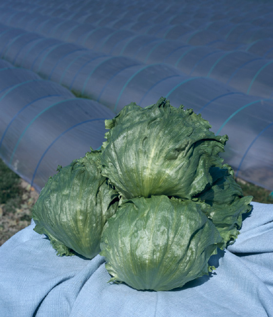 シスコF レタス ｜ 品種カタログ ｜ タキイの野菜【タキイ種苗】