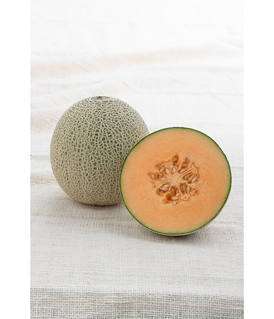 レノンスター メロン ｜ 品種カタログ ｜ タキイの野菜【タキイ