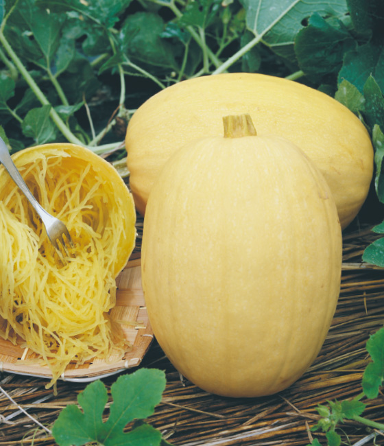 金糸瓜（そうめん南瓜） カボチャ ｜ 品種カタログ ｜ タキイの野菜