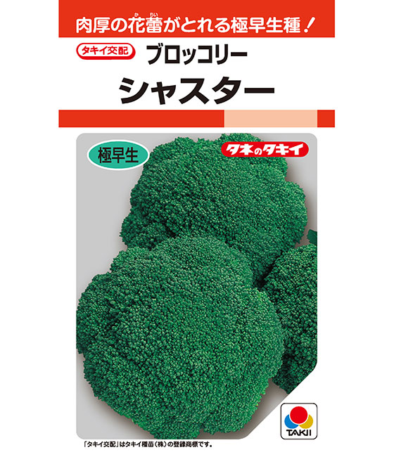 【限定品】 シャスター ブロッコリー タキイの野菜 ｜ 品種カタログ ｜ 野菜
