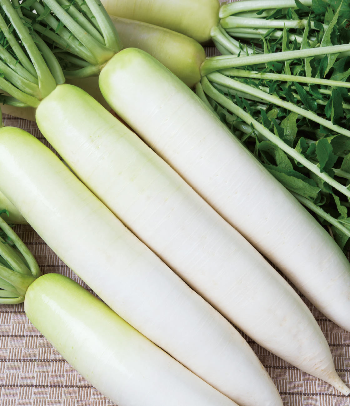 耐病総太り ダイコン 品種カタログ タキイの野菜 タキイ種苗 耐病総太り ダイコン 品種カタログ タキイの野菜 タキイ種苗
