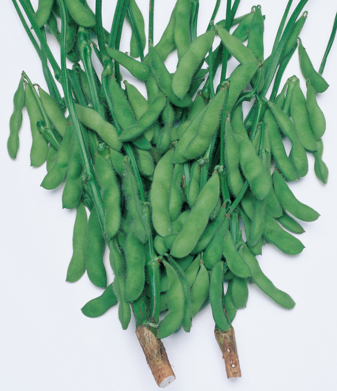 江戸緑