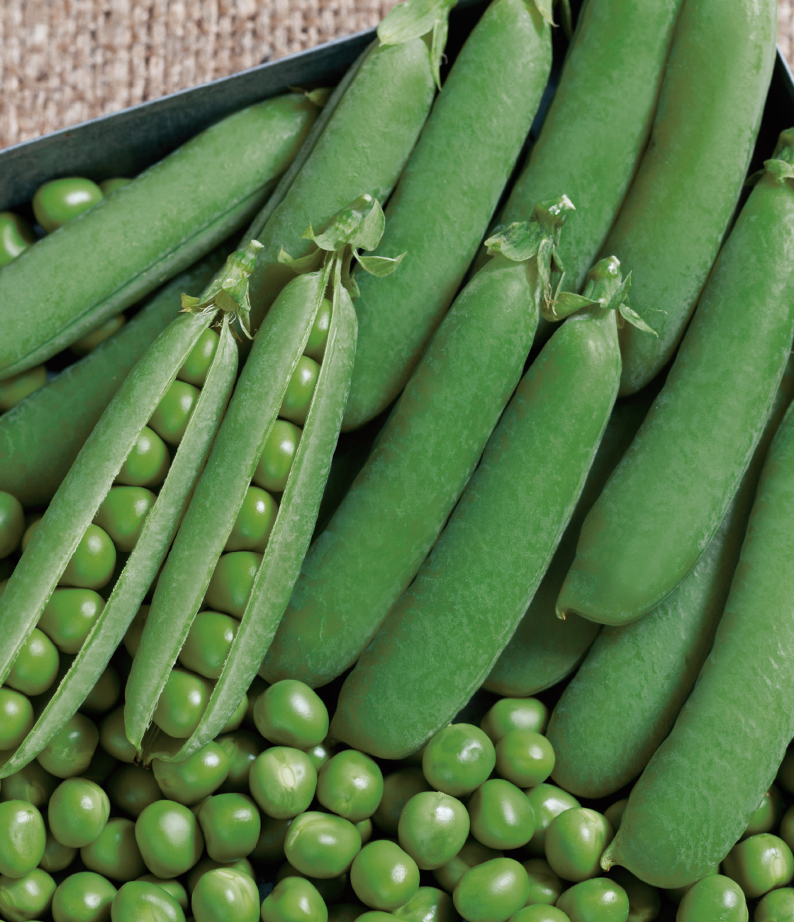 激安スーパーの“売上対決” 実エンドウ 久留米豊 ｜ タキイの野菜【タキイ ｜ 品種カタログ 野菜