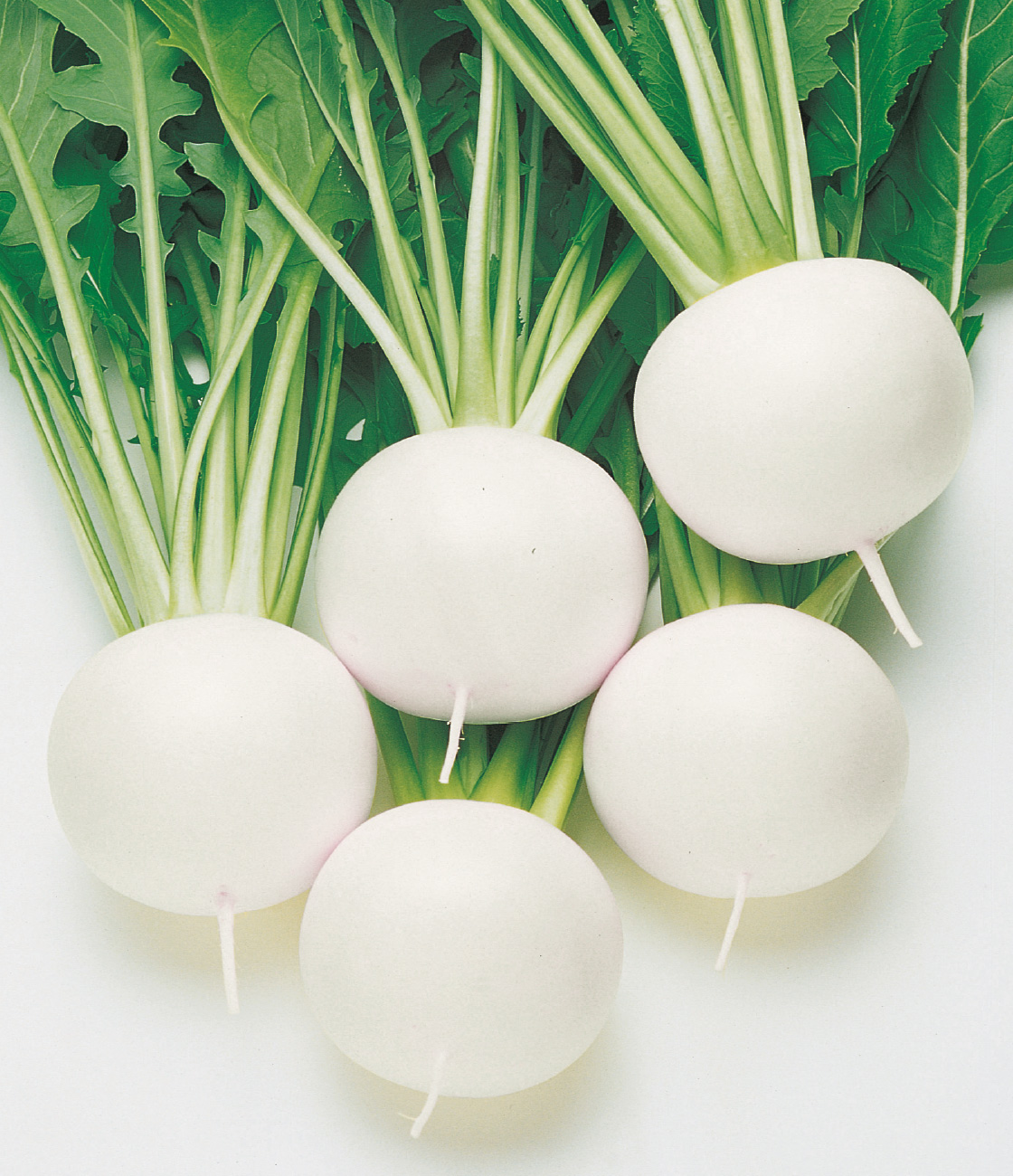 野菜の品種カタログ 野菜の品種別情報（特長・栽培の要点・適作型） | タキイの野菜 【タキイ種苗】