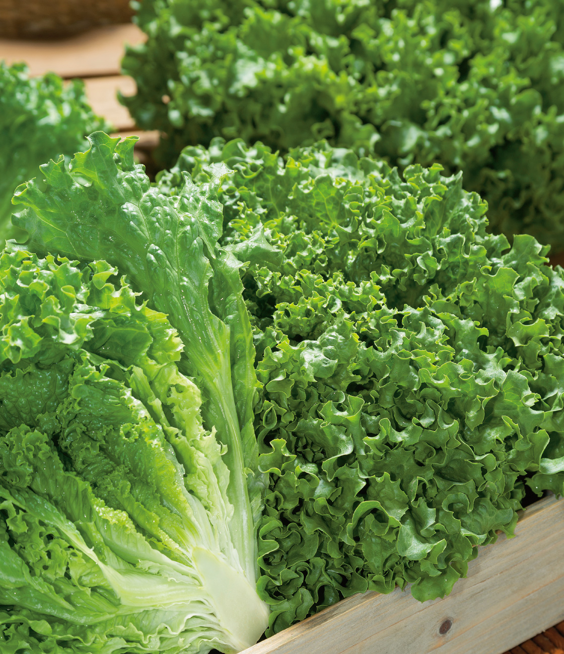 グリーンサンバ リーフレタス ｜ 品種カタログ ｜ タキイの野菜