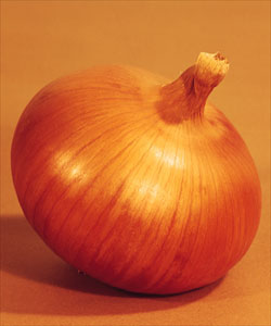 O L黄 タマネギ 品種カタログ タキイの野菜 タキイ種苗