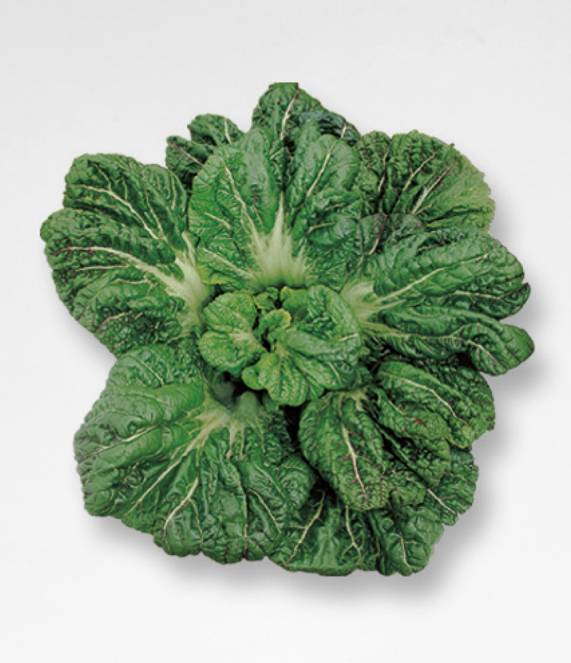 三池大葉縮緬高菜 タカナ 品種カタログ タキイの野菜 タキイ種苗
