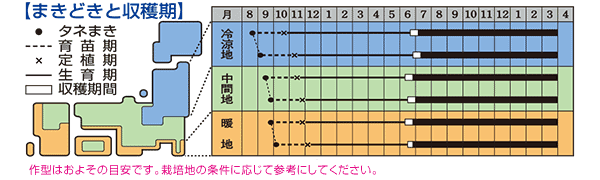 ケルたま タマネギ | 品種カタログ | タキイの野菜【タキイ種苗】