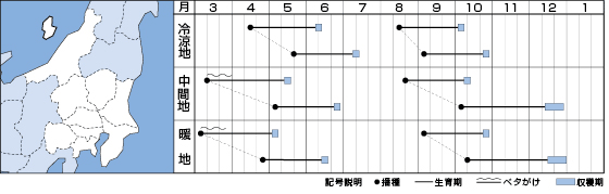 なつばな カブ ｜ 品種カタログ ｜ タキイの野菜【タキイ種苗】