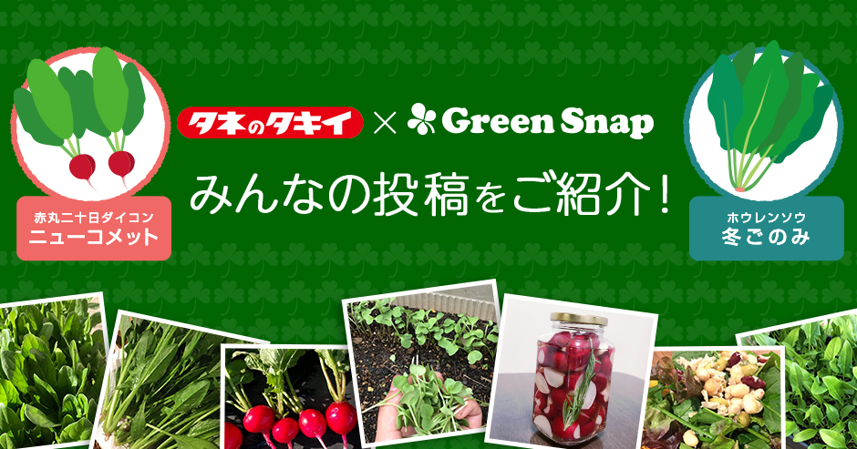 ^LC̃^l×GreenSnap@݂Ȃ̓eЉI