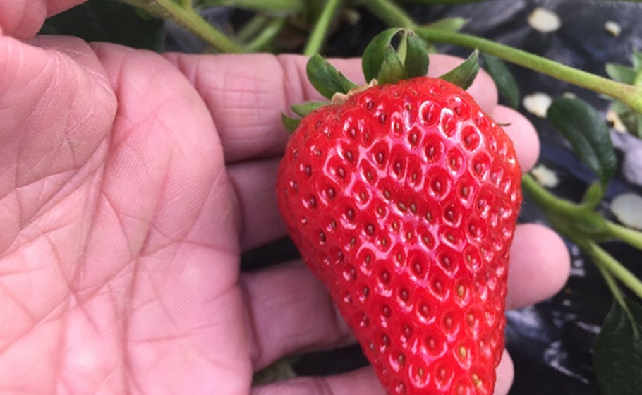 要望のあった有機JASに準じた栽培を指導。野菜やイチゴの栽培が安定し出荷量が格段に上がったと喜ばれた。(工房あんじゅ)