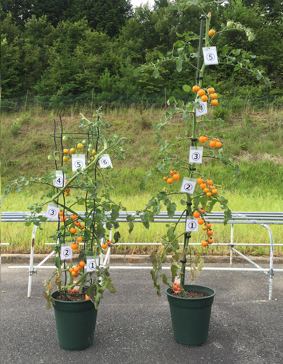 高さの工夫 第2章 グリーン ファーム リハビリテーションの実際 農園編 医 食 農一体の取り組み 社会への貢献 タキイ種苗株式会社