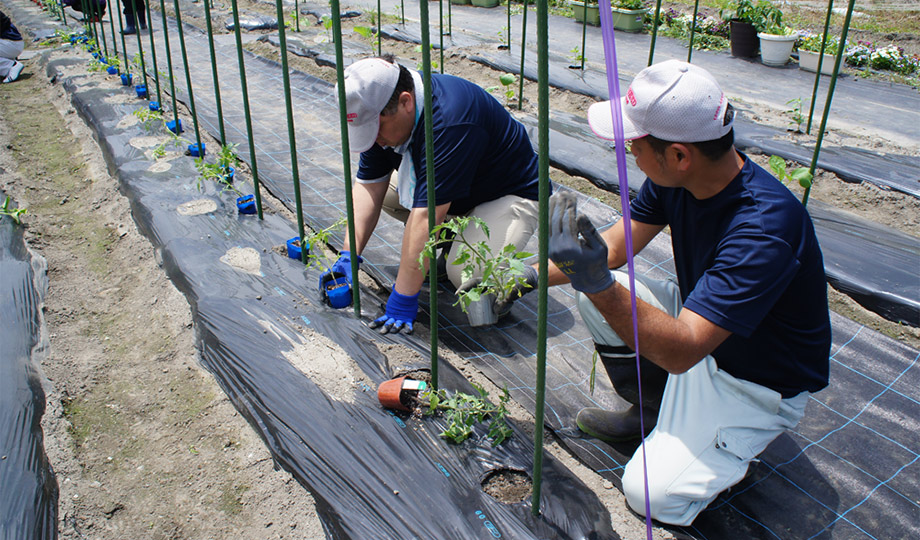 通常畝の中央に定植するトマトを、収穫しやすいように通路寄りに定植。