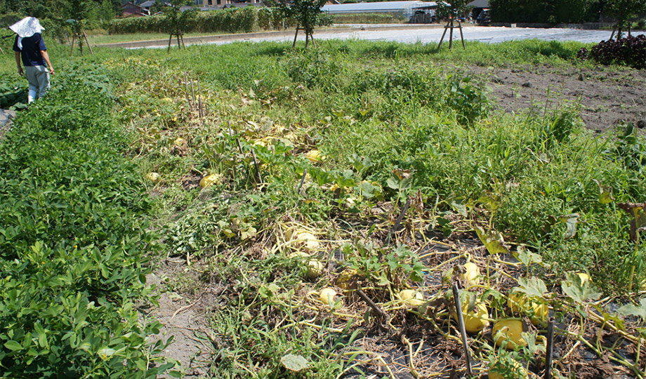 菜園周りの散歩道にはひまわりやサルビアが栽植された。