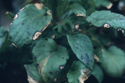 タキイの花 病害情報 パンジー ビオラ 斑点病 タキイ種苗