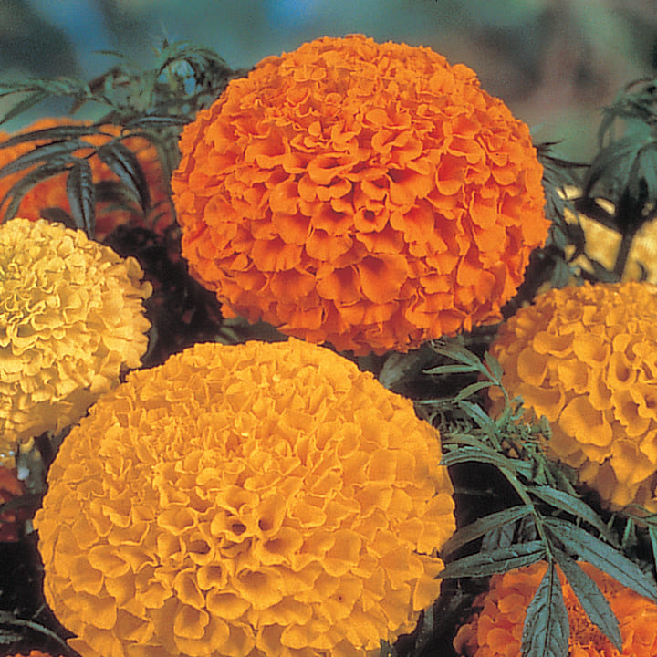 マリーゴールド 品種カタログ 調べる タキイ種苗株式会社