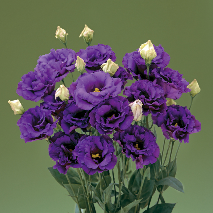 最も人気のある トルコキキョウ 紫 ベール3型ブルー 3057