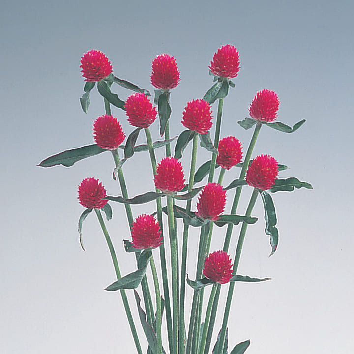 花の種（営利用）千日紅 グロボーサ種 バイカラーローズ 10ml×10 セミクリーンシード タキイ種苗（メール便発送） f36MlHxMur 