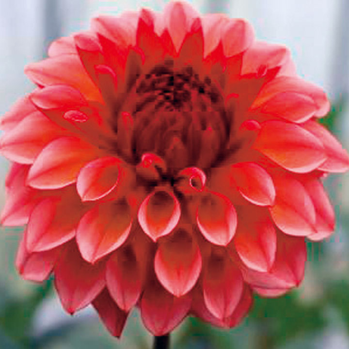 アウトレットストアは アプリコット色のダリア球根 646ea7ca 注目のブランド Pn Batam Go Id