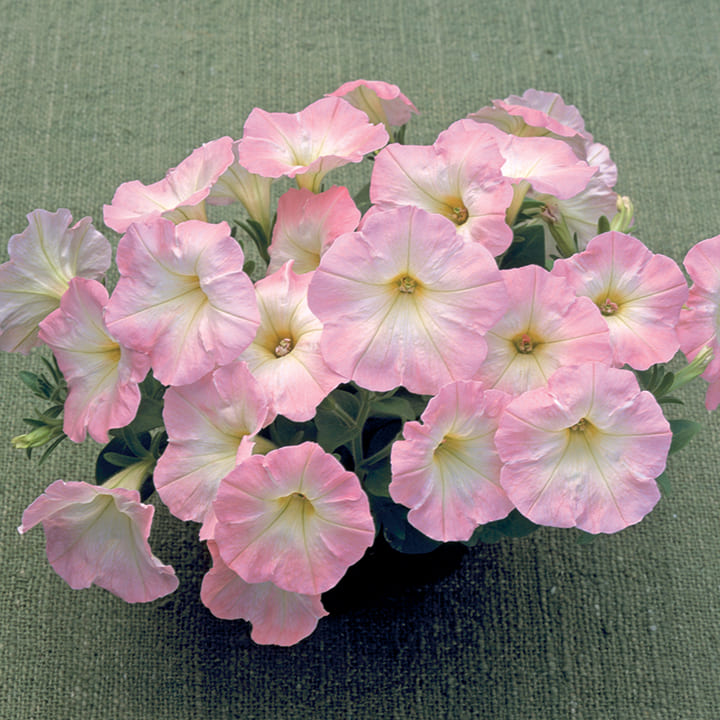 ペチュニア 品種カタログ 調べる タキイ種苗株式会社