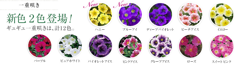 カラーバリエーション 誰でも満開 簡単すぎる ペチュニアギュギュ 花に関するポータルサイト タキイの花 タキイ種苗