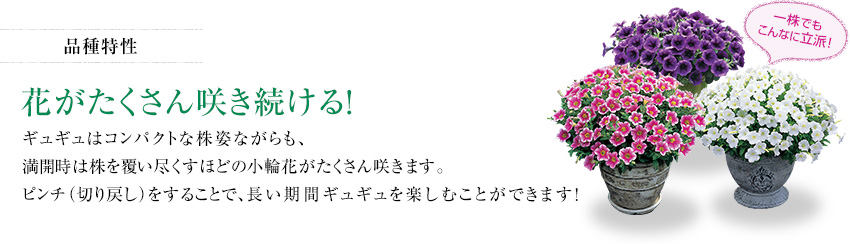 ギュギュとは 誰でも満開 簡単すぎる ペチュニアギュギュ 花に関するポータルサイト タキイの花 タキイ種苗 ギュギュとは 誰でも満開 簡単すぎる ペチュニアギュギュ 花に関するポータルサイト タキイの花 タキイ種苗