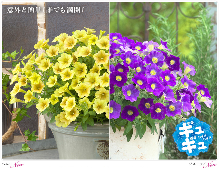 誰でも満開 簡単すぎる ペチュニアギュギュ 花に関するポータルサイト タキイの花 タキイ種苗