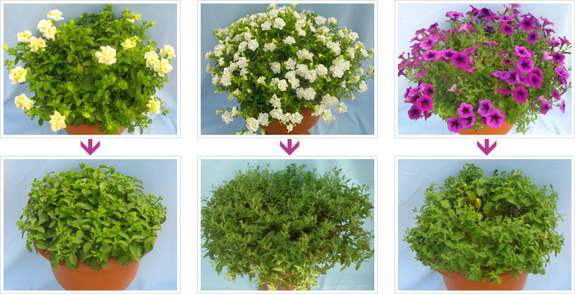 栽培記録 誰でも満開 簡単すぎる ペチュニアギュギュ 花に関するポータルサイト タキイの花 タキイ種苗
