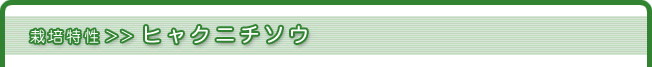 栽培特性>>ヒャクニチソウ