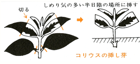 タキイの花 花なんでも百科 栽培基礎講座 1 2年生草花 コリウス タキイ種苗