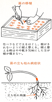 タキイの花 花なんでも百科 栽培基礎講座 1 2年生草花 マリーゴールド アフリカン種 タキイ種苗