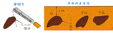 タキイの花 花なんでも百科 栽培基礎講座 1 2年生草花 朝顔 アサガオ タキイ種苗