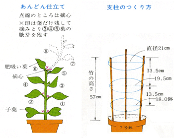 朝顔 地植え 支柱なし 誕生 日 ライン 友達