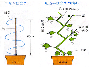 タキイの花 花なんでも百科 栽培基礎講座 1 2年生草花 朝顔 アサガオ タキイ種苗