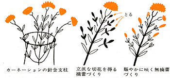 タキイの花 花なんでも百科 栽培基礎講座 1 2年生草花 カーネーション タキイ種苗