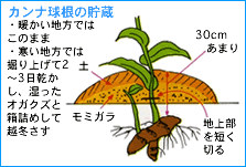 タキイの花 花なんでも百科 栽培基礎講座 球根草花 カンナ タキイ種苗