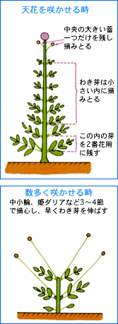 タキイの花 花なんでも百科 栽培基礎講座 球根草花 ダリア タキイ種苗