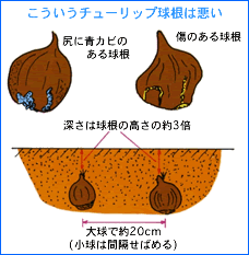 タキイの花 花なんでも百科 栽培基礎講座 球根草花 チューリップ タキイ種苗