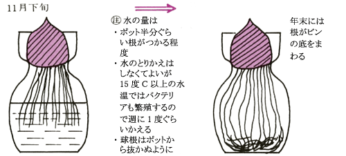 タキイの花 花なんでも百科 栽培基礎講座 球根草花 ヒヤシンス タキイ種苗