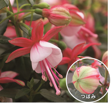 タキイオリジナル花苗 21春 タキイの花 花に関するポータルサイト タキイ種苗