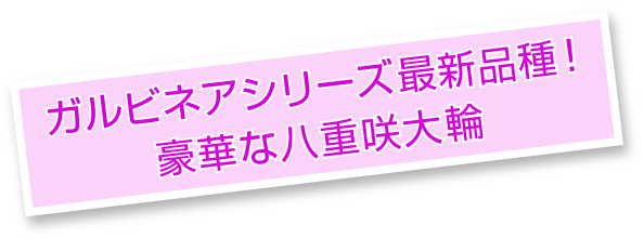 ガルビネアシリーズ最新品種