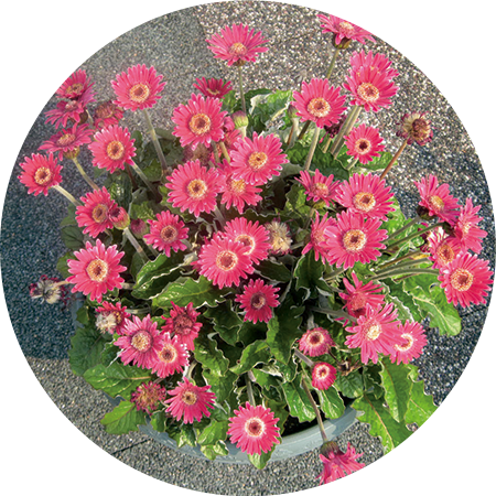 5月