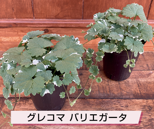 グレコマ バリエガータ