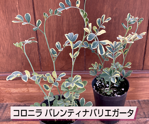 コロニラ バレンティナバリエガータ